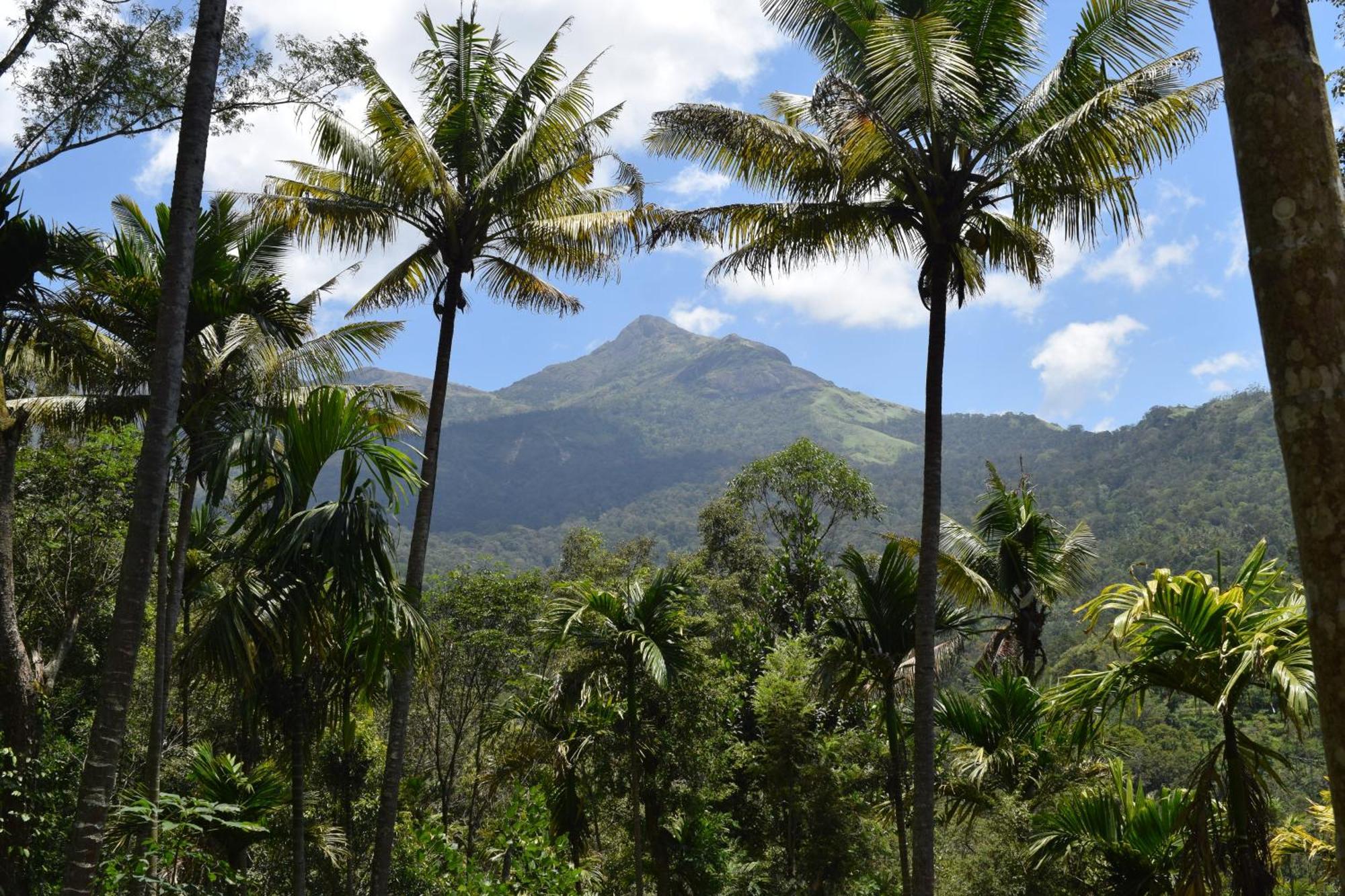 Pepper County Farm Stay Munnar Esterno foto